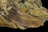 Fossil Crocodile and Hadrosaur Tooth - Aguja Formation #116699-3